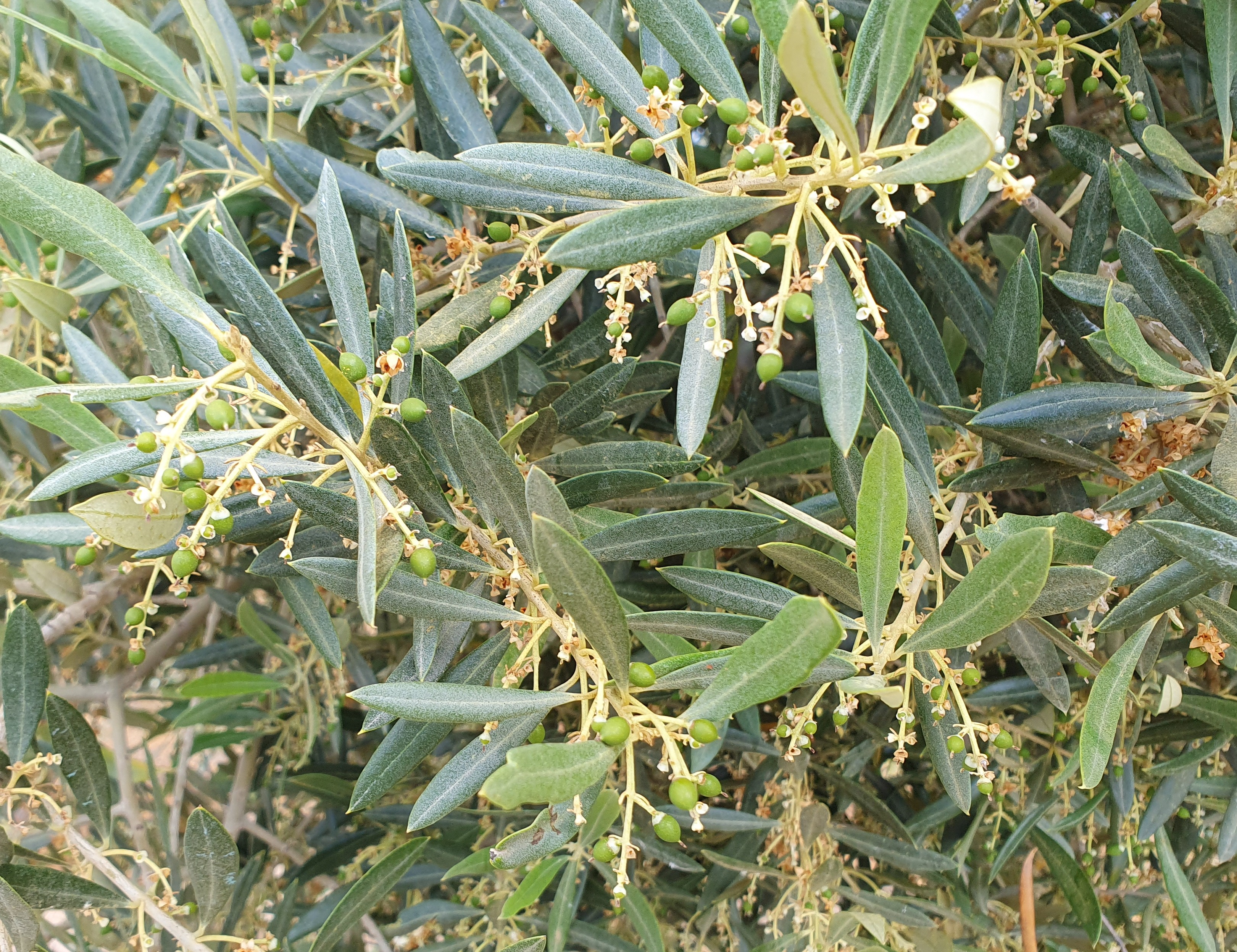 aceitunas